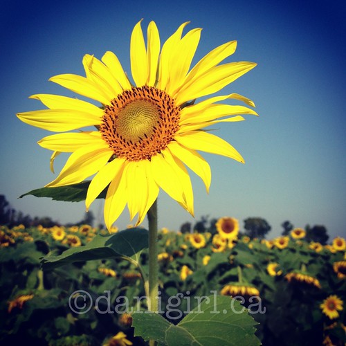 summer yellow dailypic sunflower iphoneography kricklewoodfarm