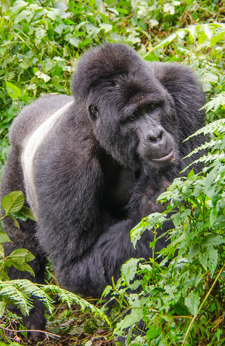 gorilla uganda silverback