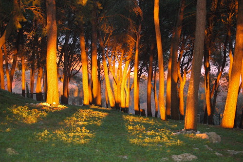 trees sunset alberi tramonto