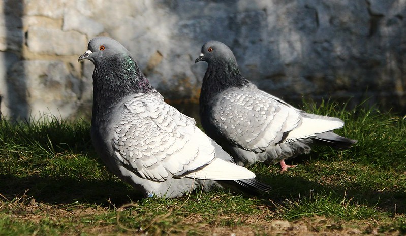 pigeon polonais