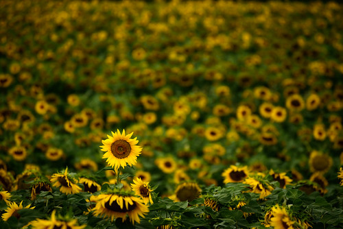 landscapes sunflowers sunrise travel france