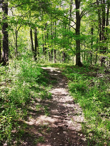 Woodland path, Knox Farm State Park, East Aurora NY.
