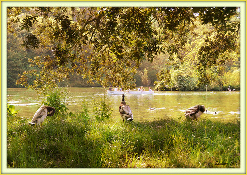 uk trees england boat ducks arundel nikond3200 esussex swanbournelake may2013