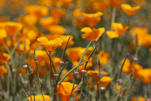 orange plant flower green poppies californiapoppies diamondclassphotographer flickrdiamond