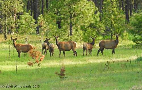 wildlife elk washingtonstate turnbullwildliferefuge nikonflickraward absolutelyperrrfect