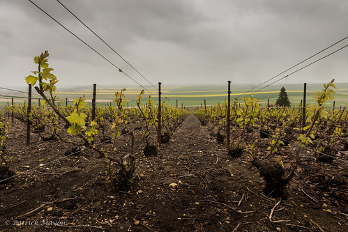 france landscape vineyard spring champagne agriculture paysage vignoble printemps vigne rapeseed colza
