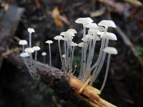 Holt Forest mushrooms