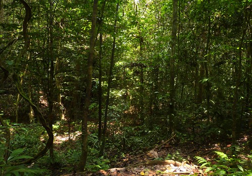 tamannegara undergrowth