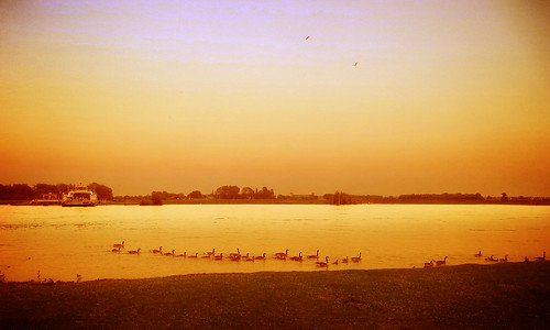 sunset holland nature water netherlands dutch landscape geese flood nederland waterscape wijkbijduurstede