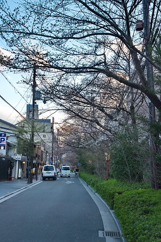 【写真】2013 桜 : 木屋町通り/2019-05-18/IMGP8760