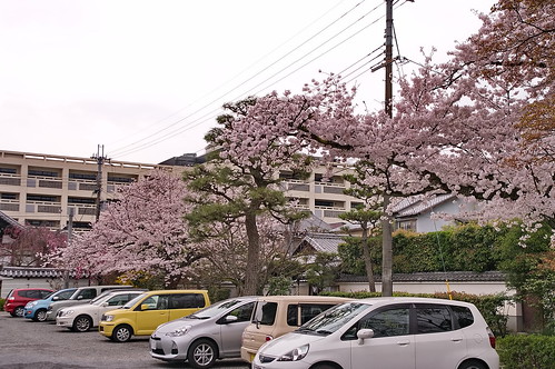 【写真】2013 桜 : 妙蓮寺/2020-05-09/IMGP9126