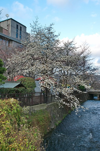 【写真】2013 桜 : 祇園白川/2021-01-19/IMGP8756