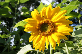some of the sunflowers blooming in our backyard. they're beautiful and nice to look at! there are more that haven't opened yet so I'll be photographing them through out the next month.