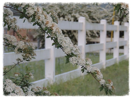 white plant fence spring louisiana blooms hff bej hicksla