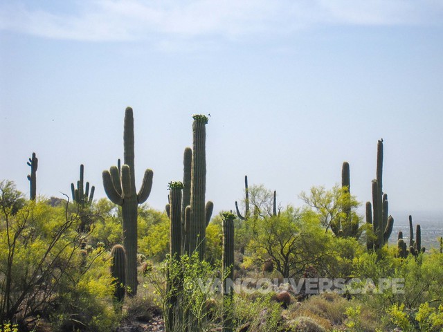 Arizona Desert Adventures-4