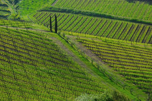 italy green italia geometry country campagna tuscany grapes toscana vino viti filari