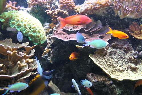 variety of tropical fish