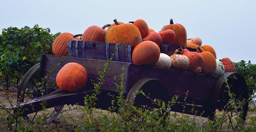 day2 nature oregon unitedstates pumpkins overcast vineyards cart dayton project365 colorefexpro nikond800