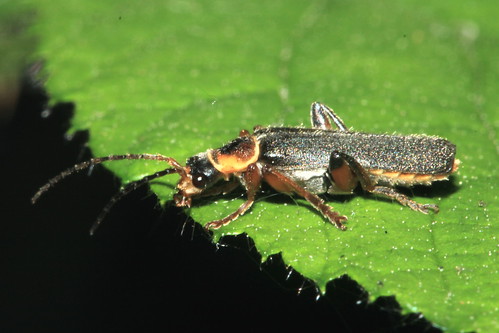 Cantharis nigricans 17848