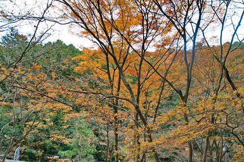 【写真】2012 紅葉 : 愛宕念仏寺/2012-11-27/IMGP7596