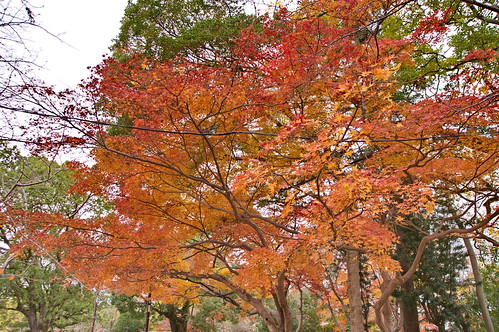 【写真】2012 紅葉 : 円山公園/2021-09-23/IMGP7991