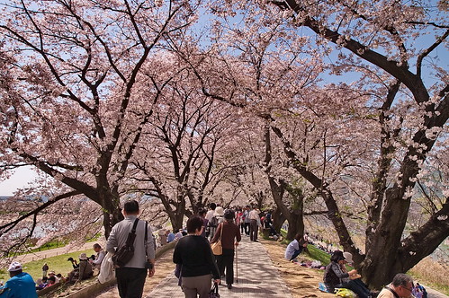 【写真】2013 桜 : 背割堤/2020-03-23/IMGP9666
