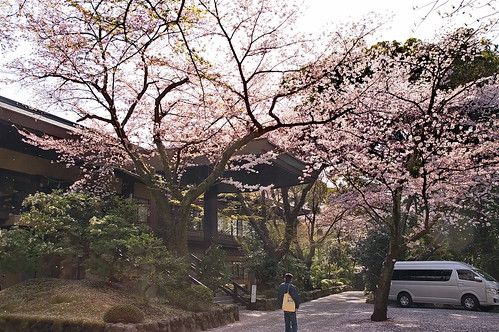 【写真】2013 桜 : 石清水八幡宮/2021-12-06/IMGP9717