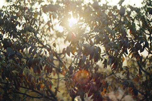 morning light sun film analog sunrise fujifilm dhaka rise scenes bangladesh olympusom10 zuiko50mmf14 fujicolorc200 dhakadivision epsonv330 sheikhshahriarahmed
