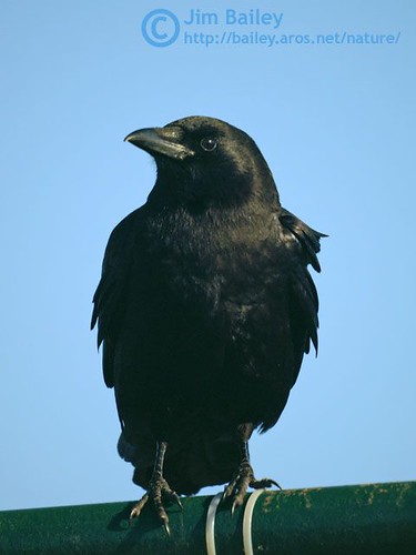 American Crow13