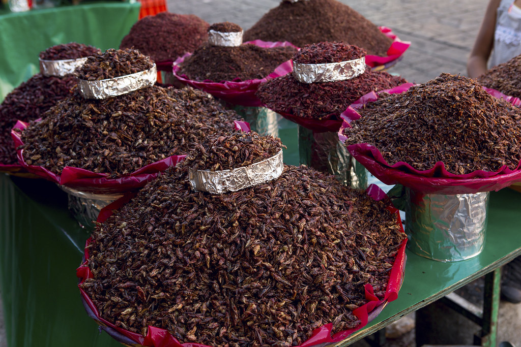 Criquets du marché d'Oaxaca