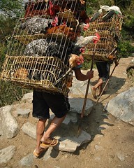 Chicken Transportation #chicken #poultry #nepal #porter #travelphotography