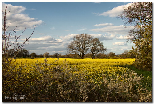 tree field canon 7d rapeseed notawindmill