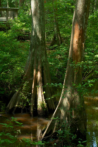 creek cupressaceae wetland conifer standingwater baldcypress taxodium taxodiumdistichum