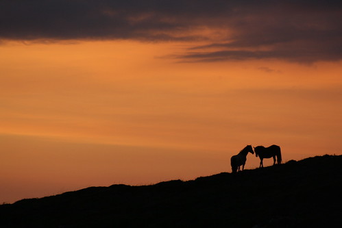 ireland sunset horses clifden connemaraponies