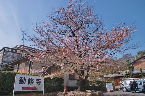 【写真】2013 桜 : 勧修寺/2021-02-03/IMGP9889