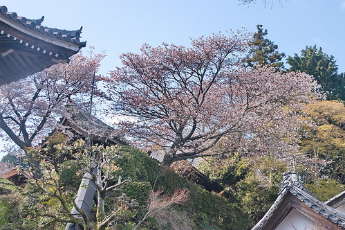 【写真】2013 桜 : 善峯寺/2021-11-23/IMGP0137