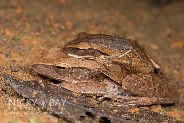 Four-Lined Tree Frogs (Polypedates leucomystax) - DSC_0773