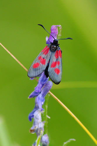 fauna butterfly estonia pentax eesti k7 narrowborderedfivespotburnet liblikas zygaenalonicerae fivespotburnetmoth pentaxk7 aasaverikireslane