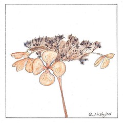 Those who follow me, know that I made a limited edition #calendar for my folks last year. For November I drew a #wilted and dried #hydrangea #Hortensie flower which I found in the local #Botanical #Gardens #Botanika.  ••••••••••••�