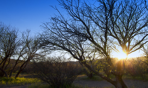 sunset arizona spring desert mesquite