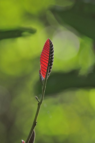 light leaf singapore macritchiereservoir