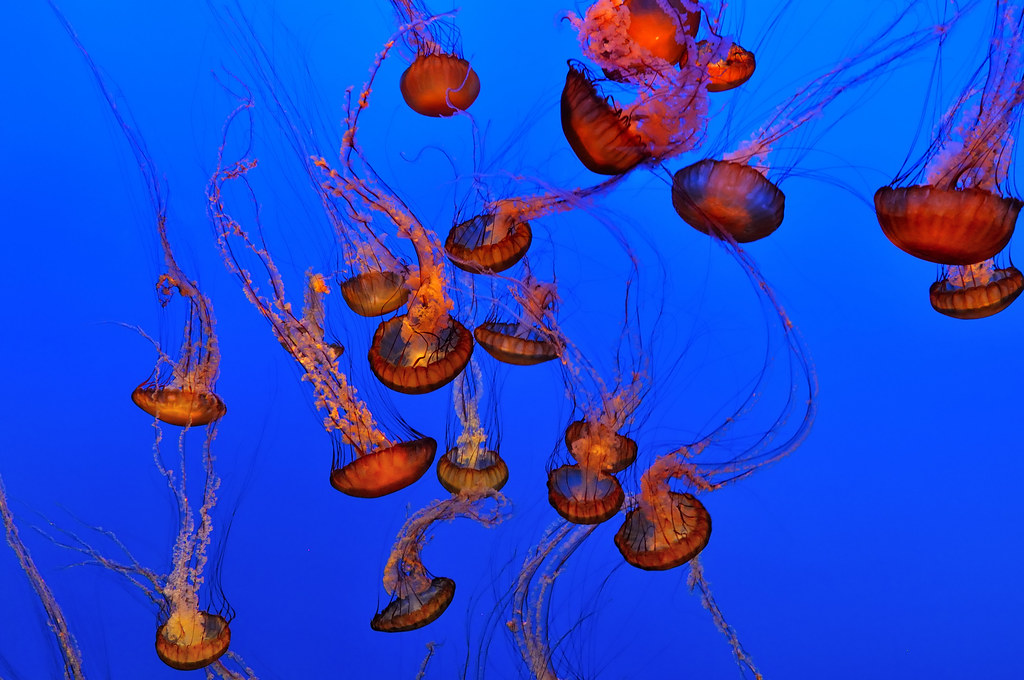 Monterey Bay Aquarium - Sea nettles