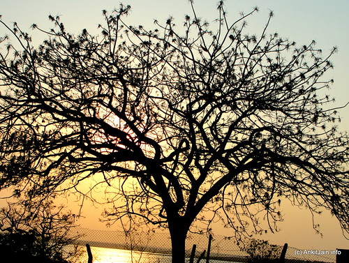 life park sunset black tree water bike yellow fence golden sillouette hyderabad decision osman sagar hyd kondapur