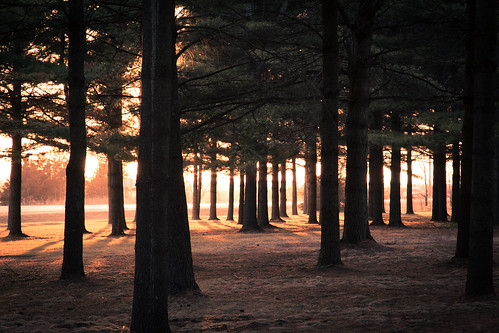 trees light sunset usa silhouette wisconsin unitedstates sundown pines shade rays hagercity