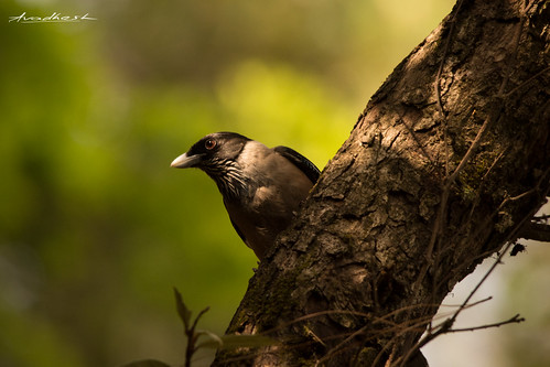 india birds animal blackheadedjay