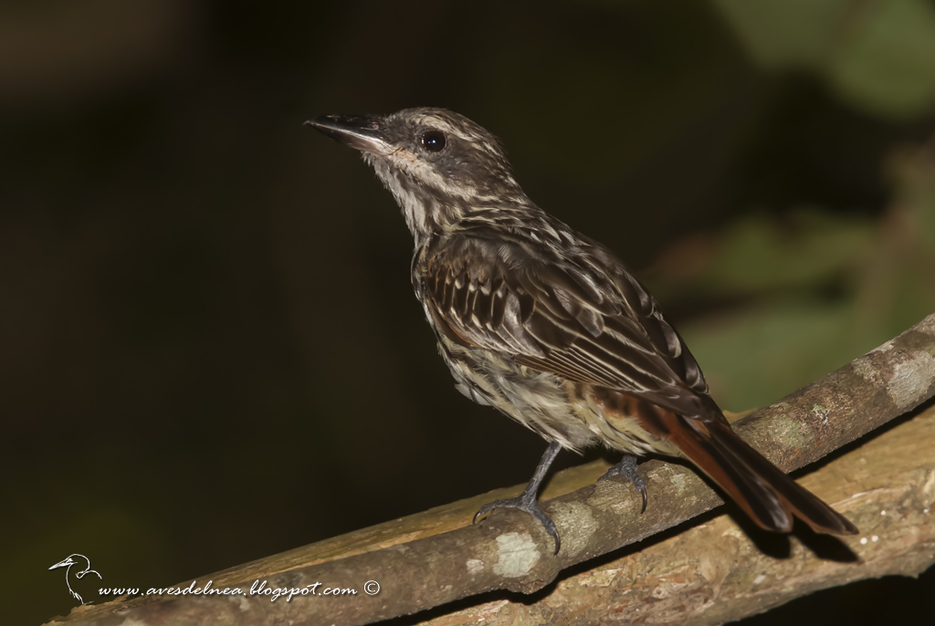 Benteveo rayado (Streaked Flycatcher) Myiodynastes maculatus