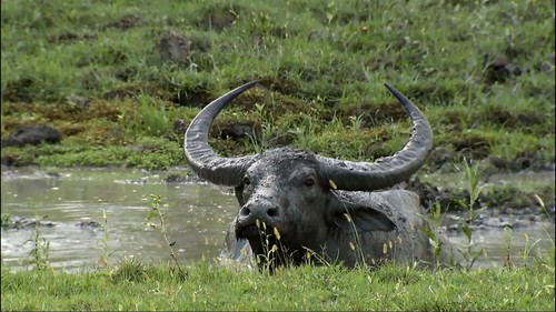 卡齊蘭加有1800隻的亞洲水牛，是世界上數量最多的地點。（動物星球頻道提供）