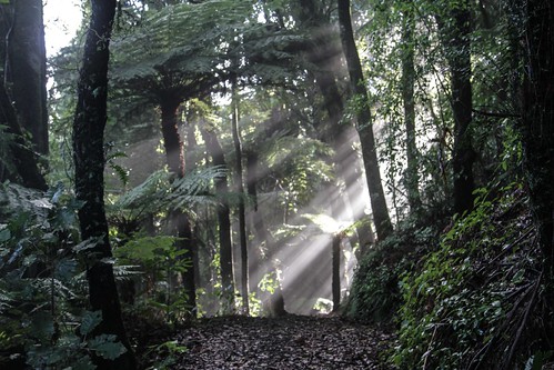 newzealand rain forest bush track nz waikato subtropical maungatautari