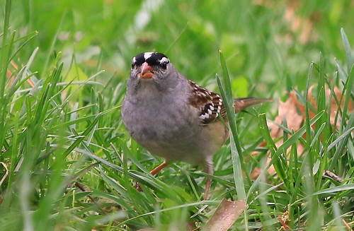 park county lake reis iowa baltimore larry sparrow meyer whitecrowned winneshiek