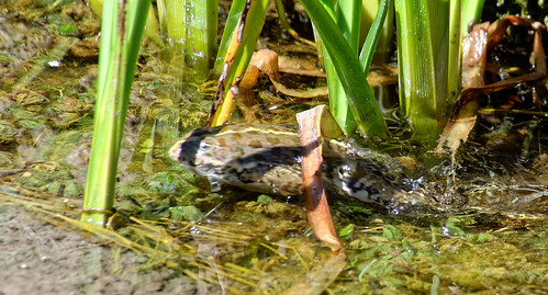 grenouille frog grenouilleverte marshfrogtoad jump saut amphibien amphibian wildlife